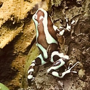 Meet your Posher, Earnest